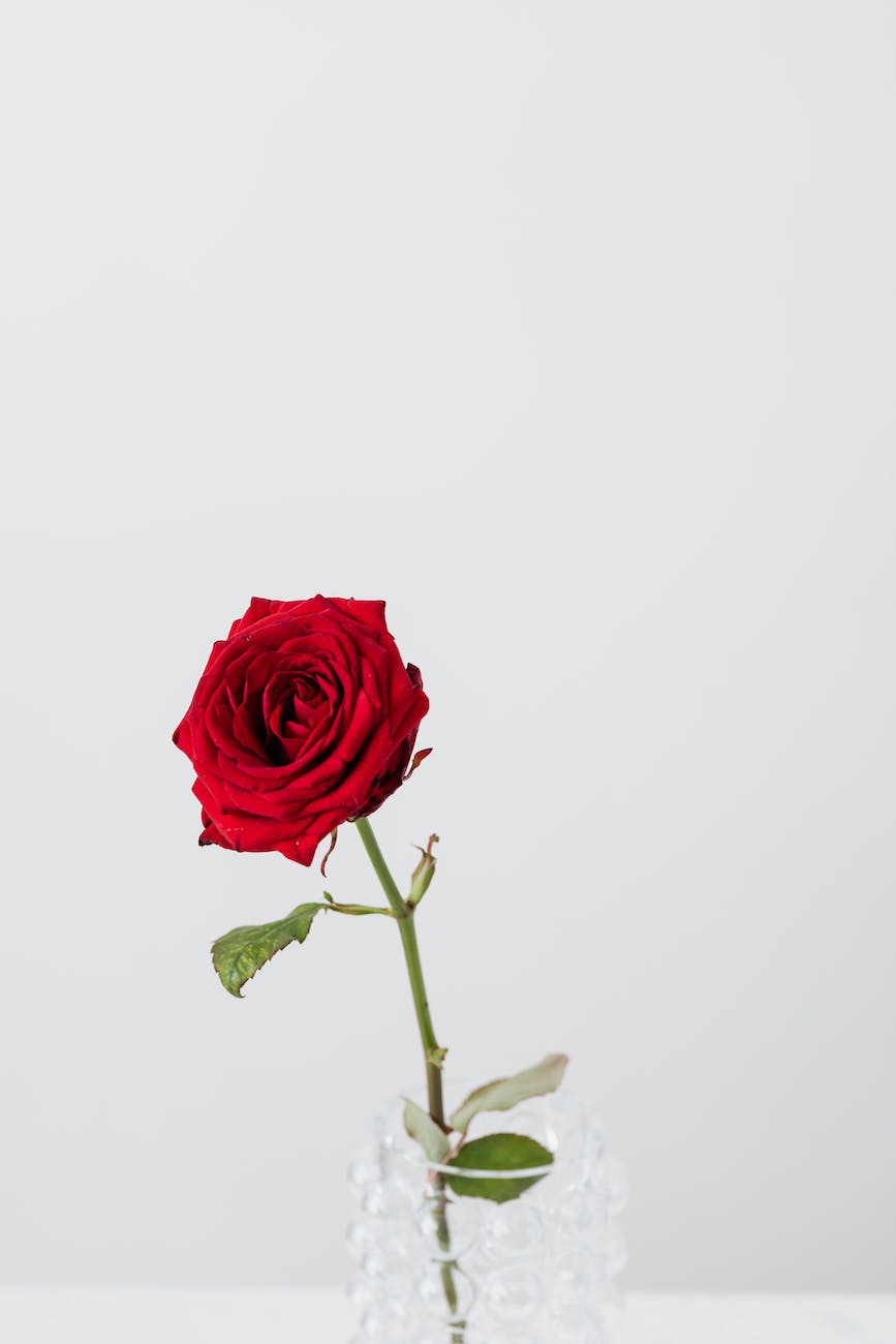 fresh red rose on crystal vase on white background
