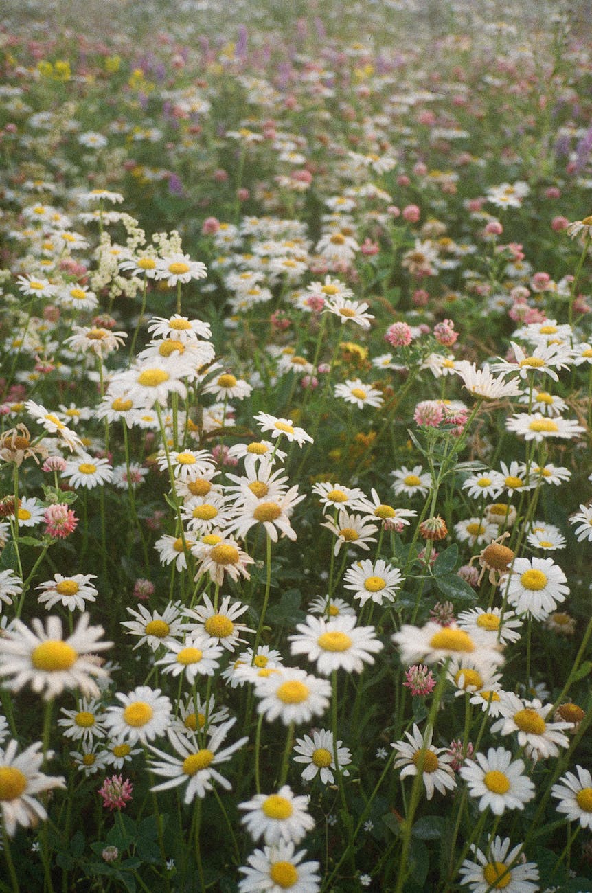 blooming white daisies